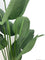 Pollyanna Travellers Palm - 160cm