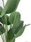 Pollyanna Travellers Palm - 160cm
