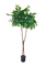 Pollyanna Coffea Arabica Coffee Tree (UV Resistant) - 210cm