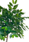 Pollyanna Coffea Arabica Coffee Tree (UV Resistant) - 210cm