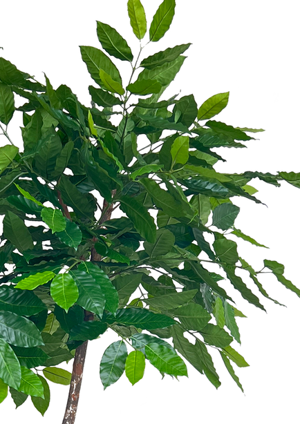 Pollyanna Coffea Arabica Coffee Tree (UV Resistant) - 210cm