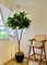 Pollyanna Coffea Arabica Coffee Tree (UV Resistant) - 210cm