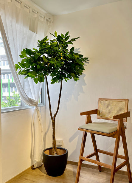 Pollyanna Coffea Arabica Coffee Tree (UV Resistant) - 210cm
