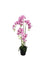 Pollyanna 5 Stalk Phalenopsis Orchid (Light Pink)