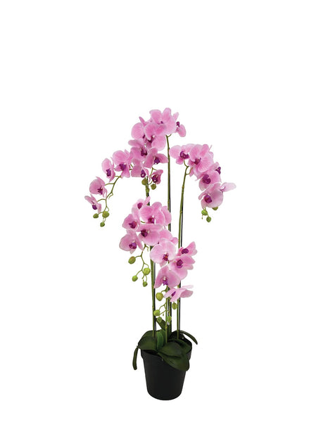 Pollyanna 5 Stalk Phalenopsis Orchid (Light Pink)