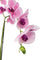 Pollyanna 5 Stalk Phalenopsis Orchid (Light Pink)