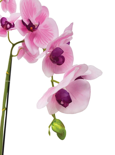 Pollyanna 5 Stalk Phalenopsis Orchid (Light Pink)