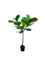 Pollyanna Fiddle Fig Tree - 120cm