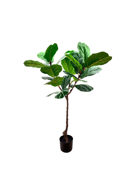 Pollyanna Fiddle Fig Tree - 120cm