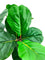 Pollyanna Fiddle Fig Tree - 120cm