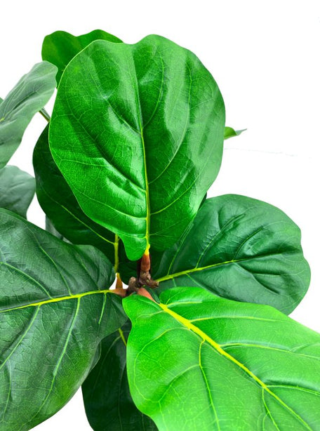 Pollyanna Fiddle Fig Tree - 120cm