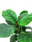 Pollyanna Fiddle Fig Tree - 120cm