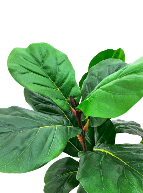 Pollyanna Fiddle Fig Tree - 120cm