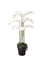 Pollyanna 9 Stalk Phalenopsis Orchid (White)
