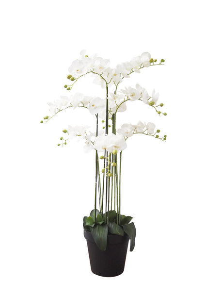 Pollyanna 9 Stalk Phalenopsis Orchid (White)