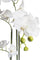 Pollyanna 9 Stalk Phalenopsis Orchid (White)