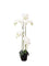 Pollyanna 5 Stalk Phalenopsis Orchid (White)