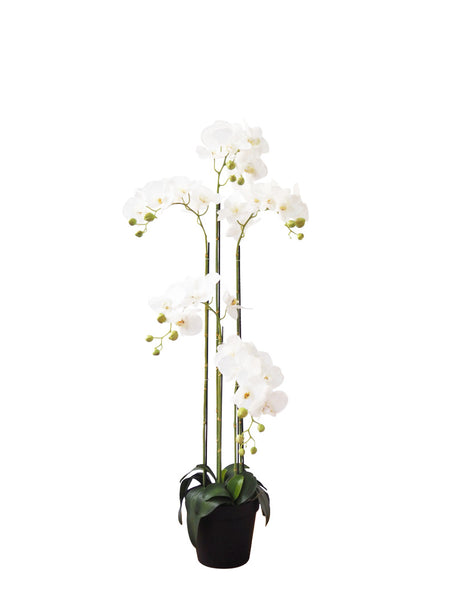 Pollyanna 5 Stalk Phalenopsis Orchid (White)
