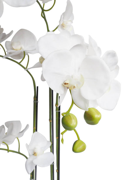 Pollyanna 5 Stalk Phalenopsis Orchid (White)
