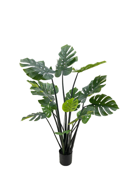 Pollyanna Monstern Leaf Plant - 150cm