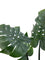 Pollyanna Monstern Leaf Plant - 150cm
