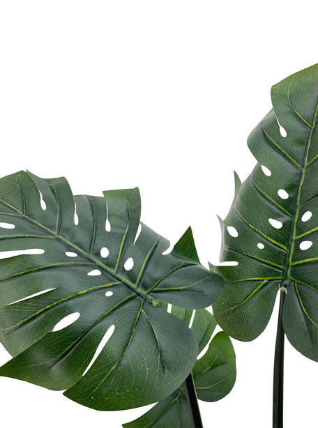 Pollyanna Monstern Leaf Plant - 150cm