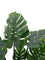 Pollyanna Monstern Leaf Plant - 150cm