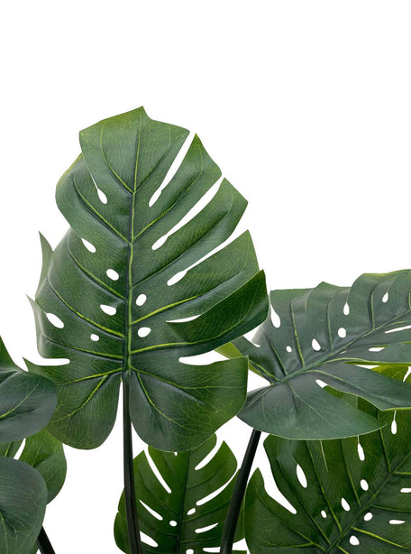 Pollyanna Monstern Leaf Plant - 150cm