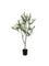 Pollyanna Olive Tree - 120cm