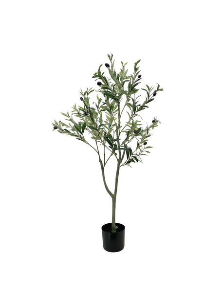 Pollyanna Olive Tree - 120cm