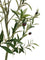 Pollyanna Olive Tree - 120cm