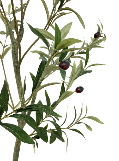 Pollyanna Olive Tree - 120cm
