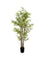 Pollyanna Bamboo Plant - 150cm