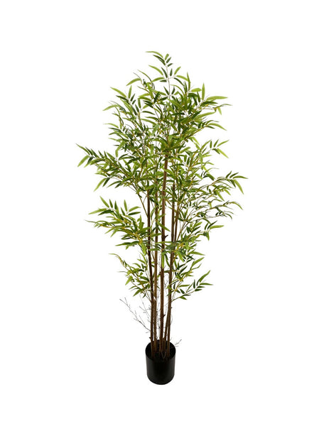 Pollyanna Bamboo Plant - 150cm
