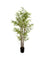 Pollyanna Bamboo Plant - 150cm