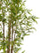 Pollyanna Bamboo Plant - 150cm