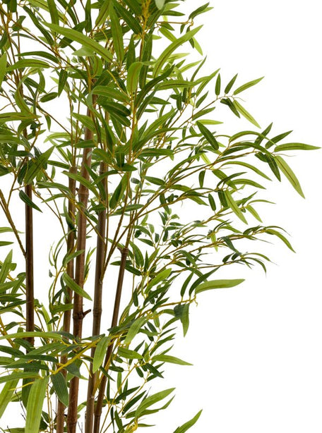 Pollyanna Bamboo Plant - 150cm