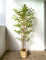 Pollyanna Bamboo Plant - 150cm