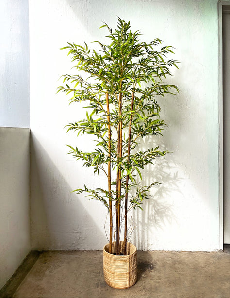 Pollyanna Bamboo Plant - 150cm