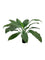 Pollyanna Spathiphyllum King Plant - 60cm