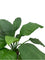 Pollyanna Spathiphyllum King Plant - 60cm