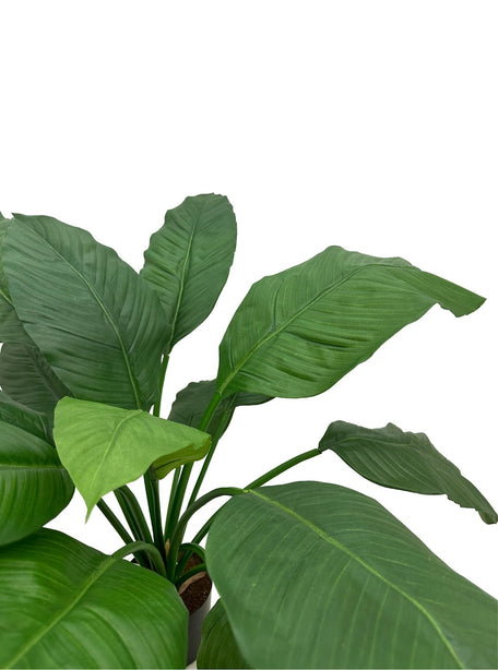 Pollyanna Spathiphyllum King Plant (UV Resistant)- 60cm