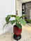 Pollyanna Spathiphyllum King Plant (UV Resistant)- 60cm