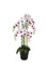 Pollyanna 9 Stalk Phalenopsis Orchid (White & Fuschia)