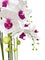 Pollyanna 9 Stalk Phalenopsis Orchid (White & Fuschia)