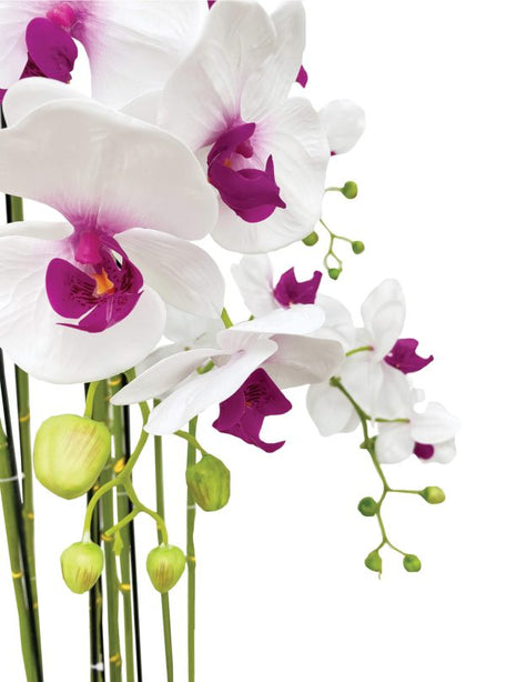 Pollyanna 9 Stalk Phalenopsis Orchid (White & Fuschia)
