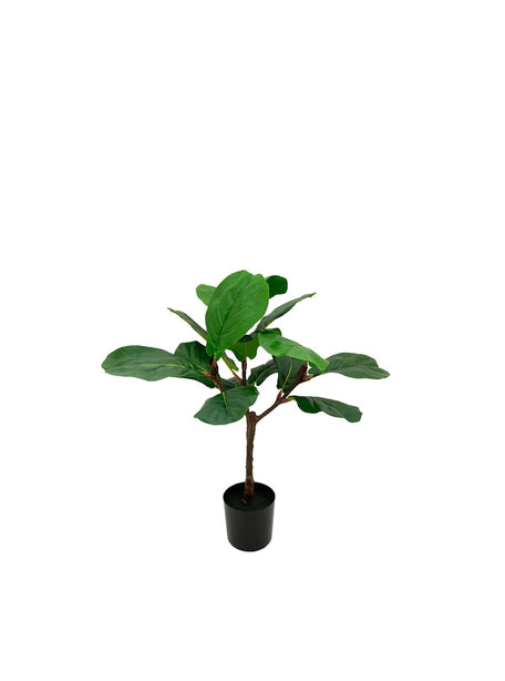 Pollyanna Fiddle Fig Plant - 80cm