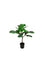 Pollyanna Fiddle Fig Plant - 80cm
