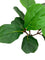 Pollyanna Fiddle Fig Plant - 80cm