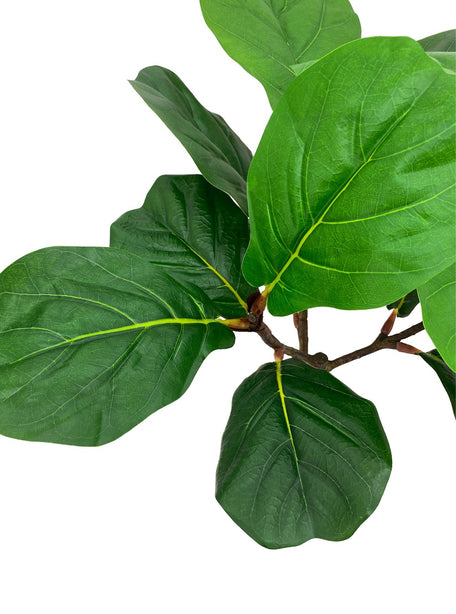 Pollyanna Fiddle Fig Plant - 80cm